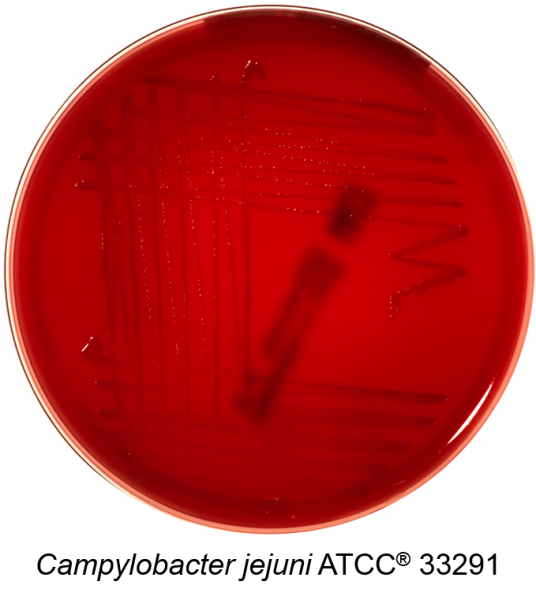 Campylobacter Agar (Chacoal Agar)