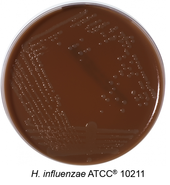 Chocolate MultiVitox + Bacitracin