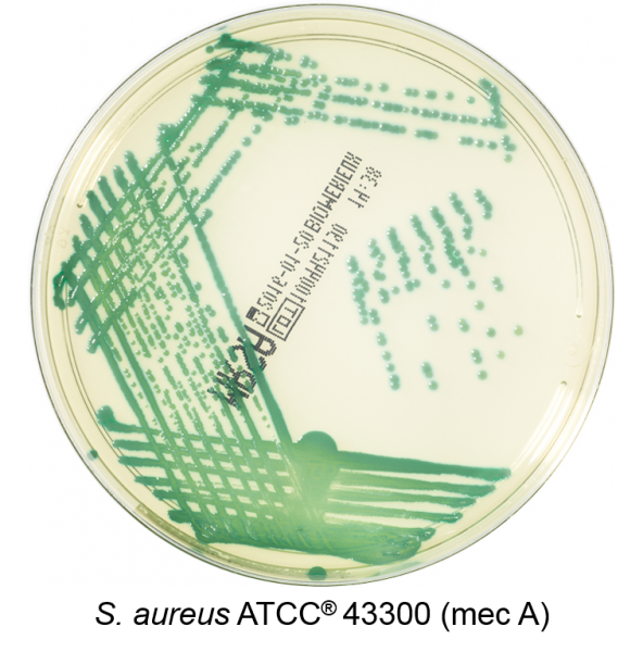 Chromogenic MRSA