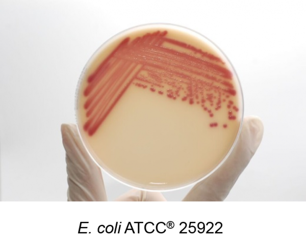 Chromogenic UTI Agar