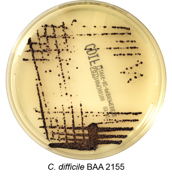 Clostridium difficile Agar