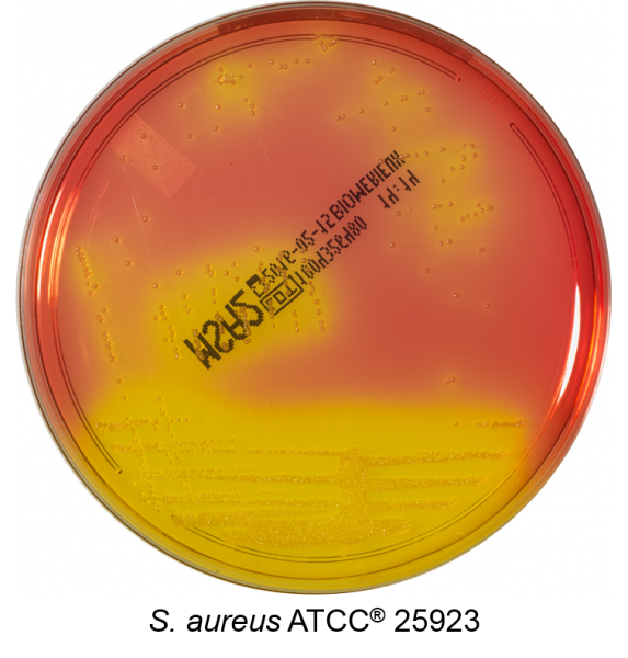 SS Agar